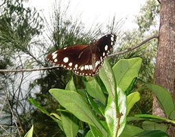 Common Crow Butterfly